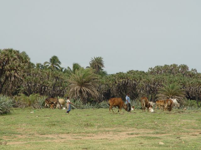 Einheimische mit ihren Kühen.